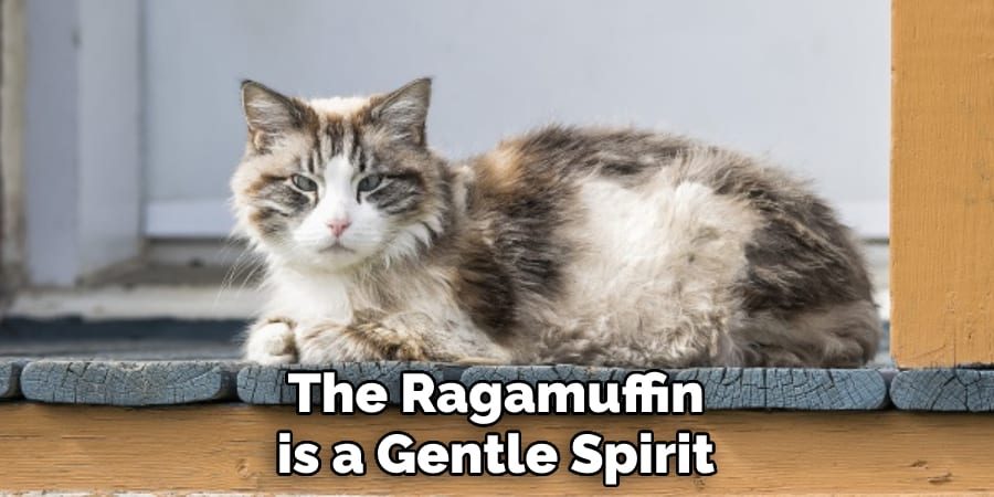The Ragamuffin is a Gentle Spirit