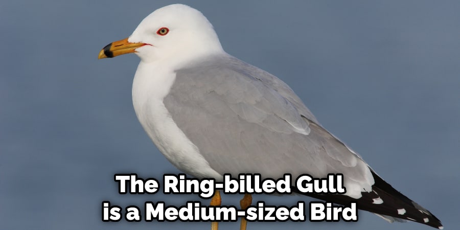 The Ring-billed Gull is a Medium-sized Bird