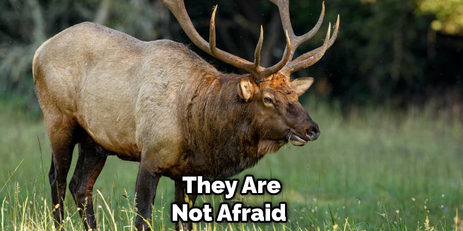 They Are Not Afraid 