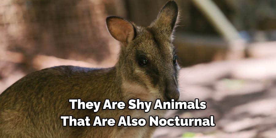 They Are Shy Animals That Are Also Nocturnal