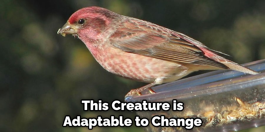 This Creature is Adaptable to Change