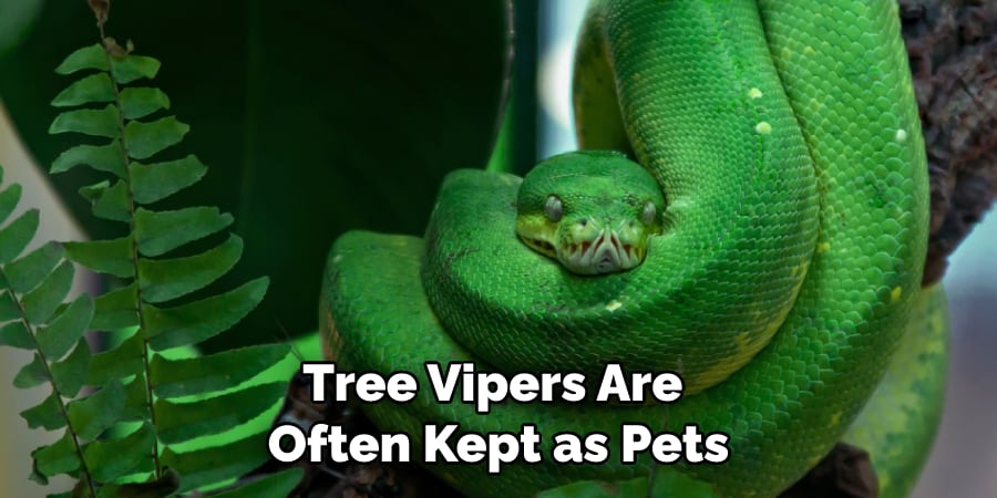 Tree Vipers Are Often Kept as Pets