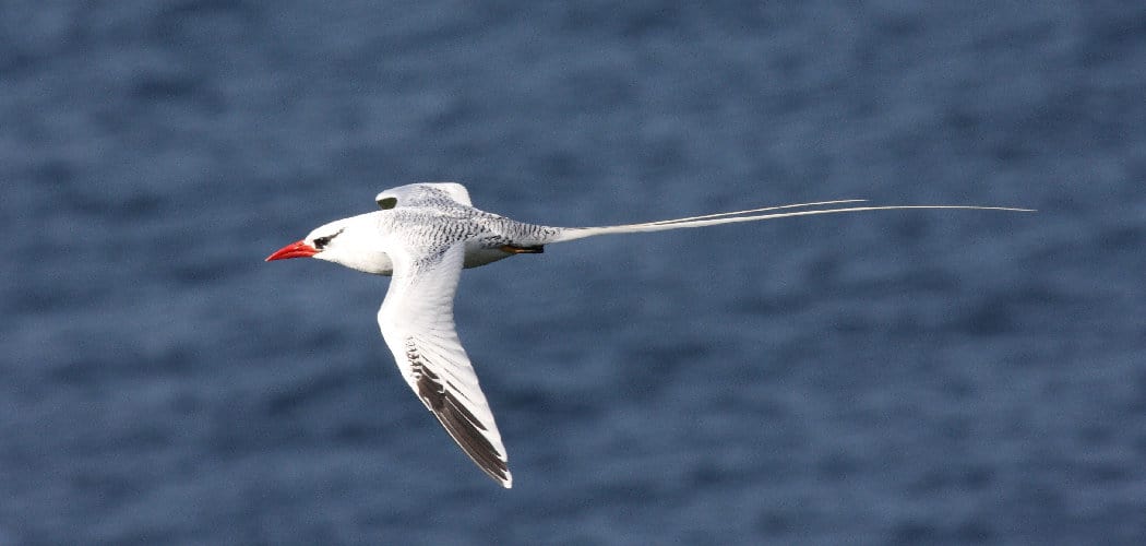Tropicbird Spiritual Meaning, Symbolism and Totem