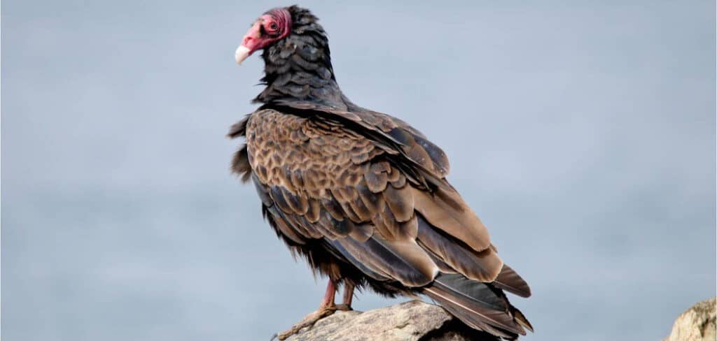 Turkey Vulture Spiritual Meaning