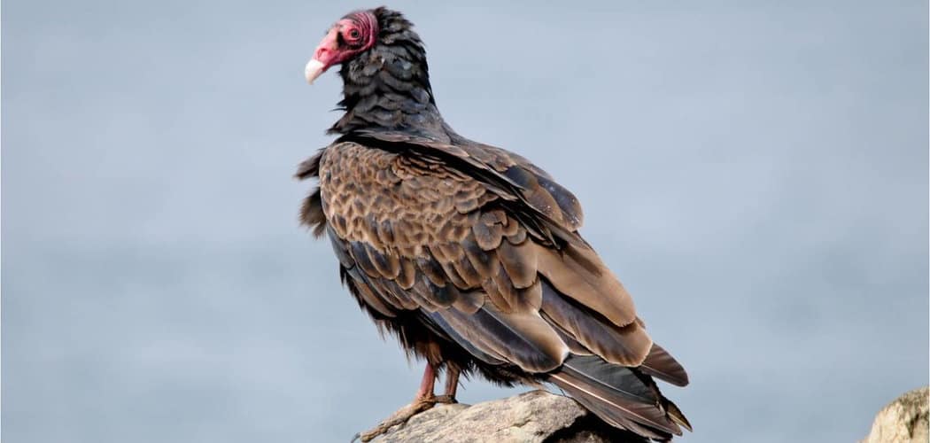 Turkey Vulture Spiritual Meaning, Symbolism and Totem