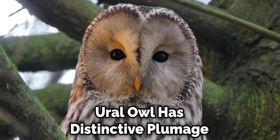 Ural Owl Has Distinctive Plumage