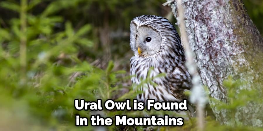 Ural Owl is Found in the Mountains 