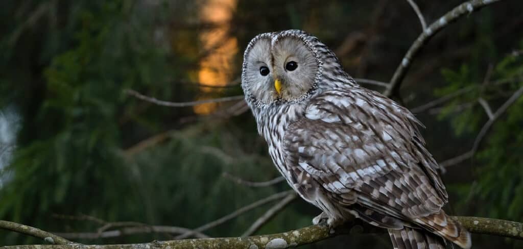 Ural owl Spiritual Meaning
