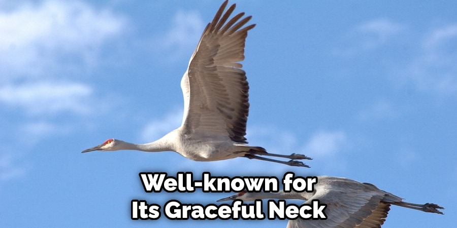 Well-known for Its Graceful Neck