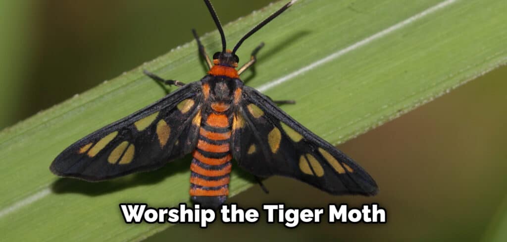 Worship the Tiger Moth