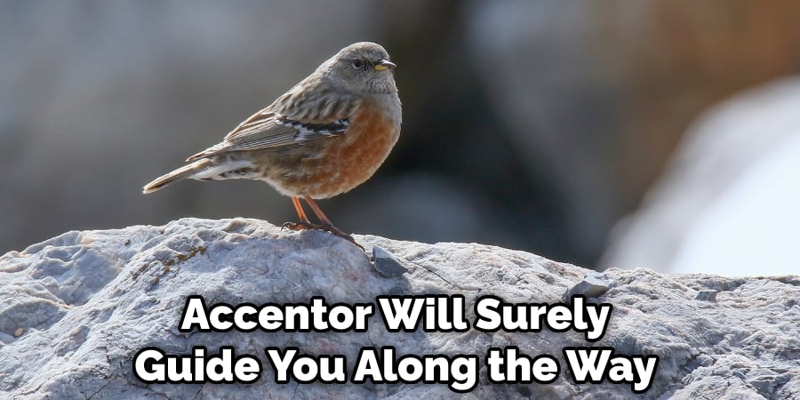 Accentor Will Surely Guide You Along the Way
