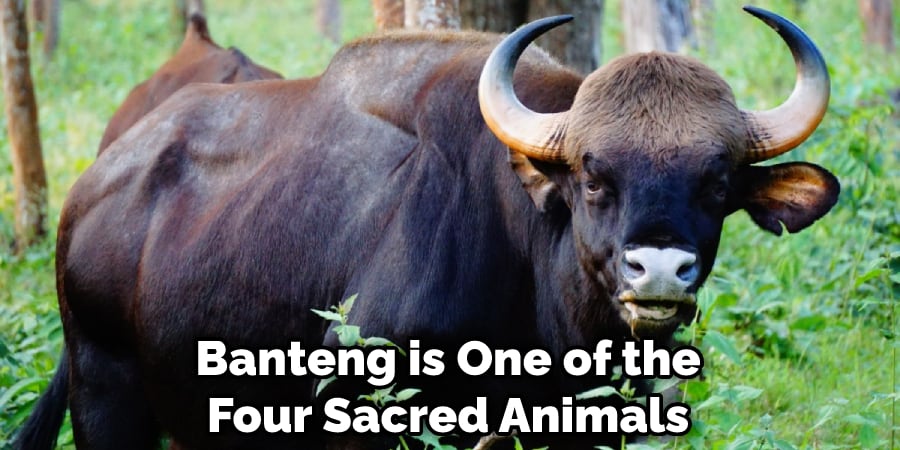 Banteng is One of the Four Sacred Animals