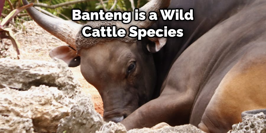 Banteng is a Wild Cattle Species