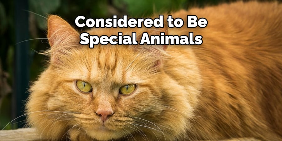 Considered to Be Special Animals