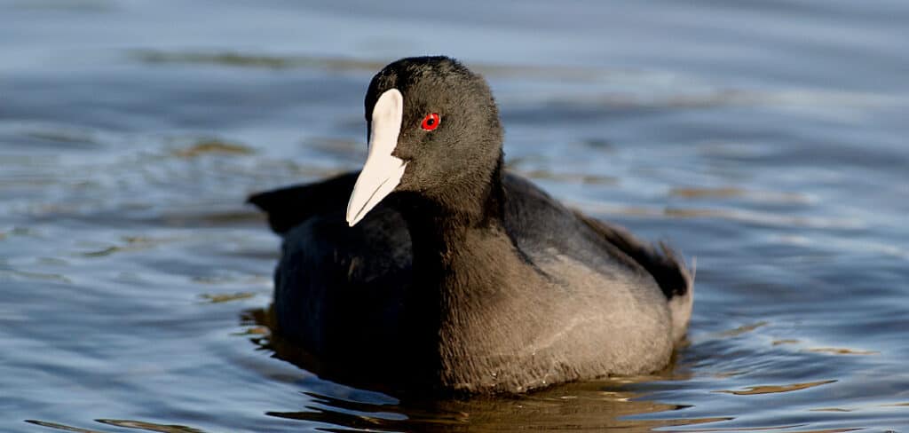 Coot Spiritual Meaning
