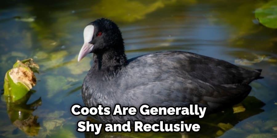 Coots Are Generally Shy and Reclusive