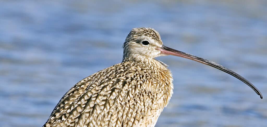 Curlew Spiritual Meaning