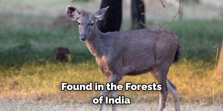 Found in the Forests of India