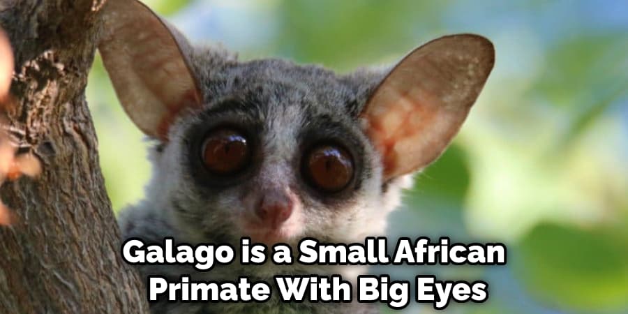 Galago is a Small African 
Primate With Big Eyes