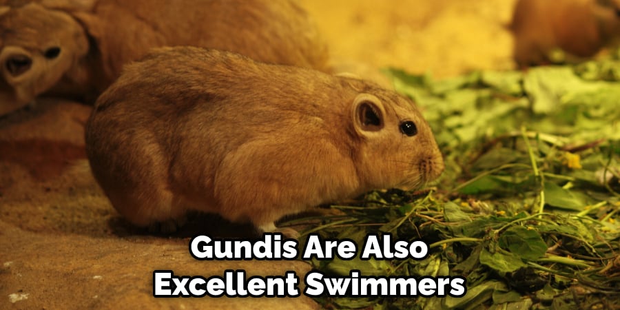 Gundis Are Also Excellent Swimmers