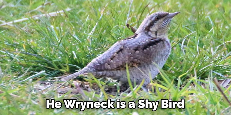 He Wryneck is a Shy Bird