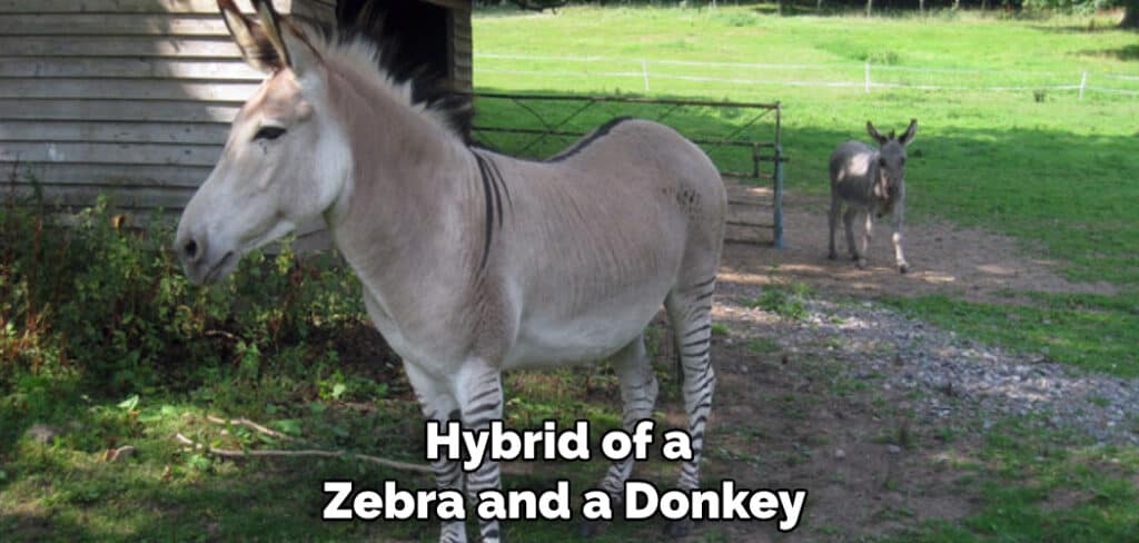 Hybrid of a Zebra and a Donkey