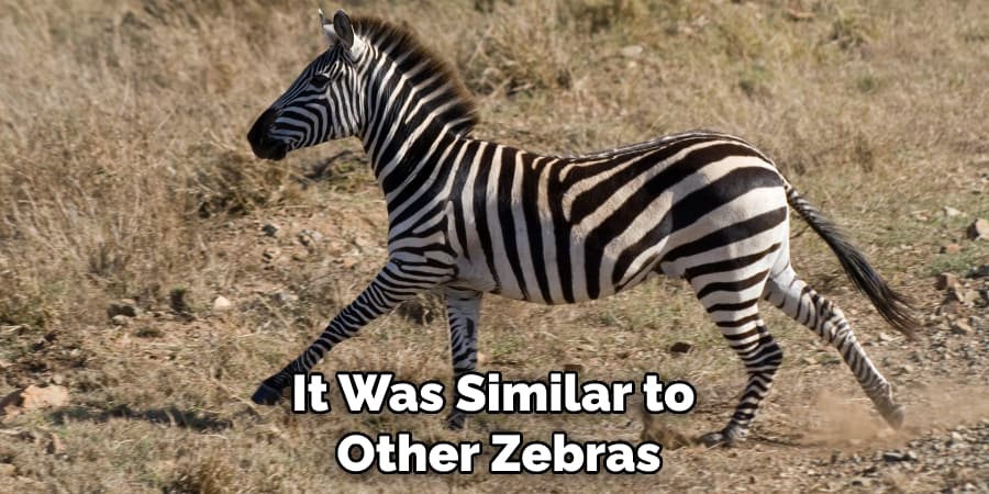 It Was Similar to Other Zebras