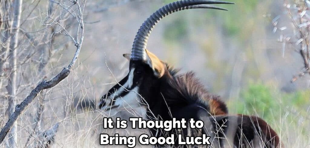 It is Thought to Bring Good Luck