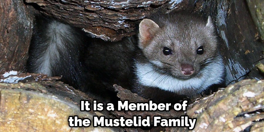  It is a Member of the Mustelid Family
