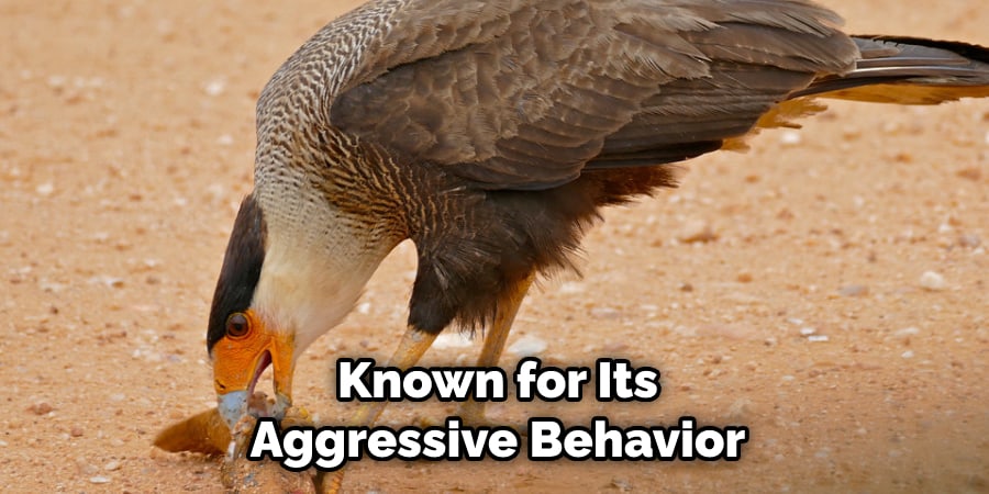 Known for Its Aggressive Behavior