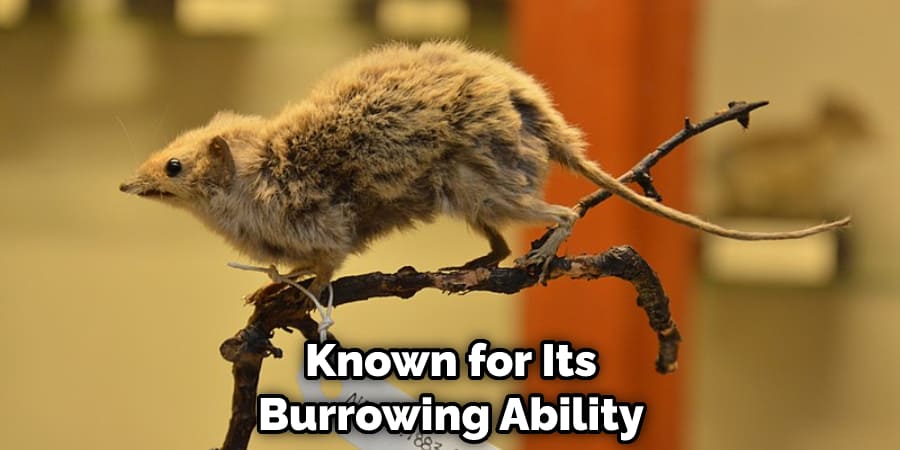 Known for Its Burrowing Ability