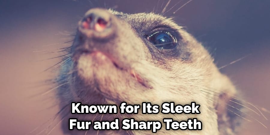 Known for Its Sleek Fur and Sharp Teeth