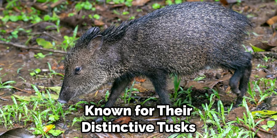 Known for Their Distinctive Tusks