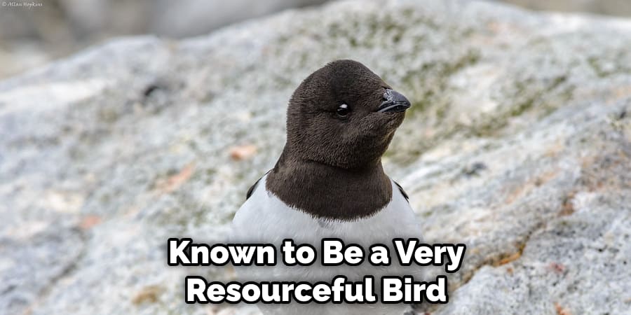 Known to Be a Very Resourceful Bird
