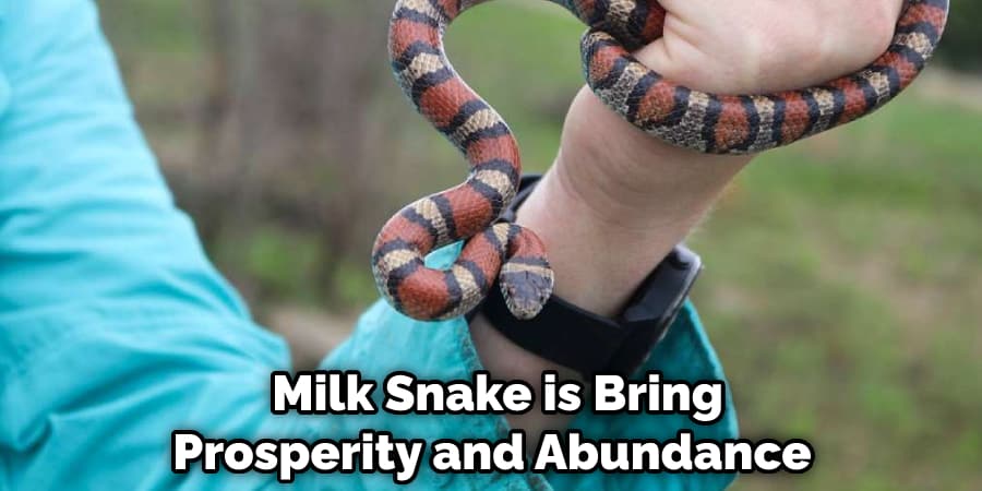  Milk Snake is Bring Prosperity and Abundance
