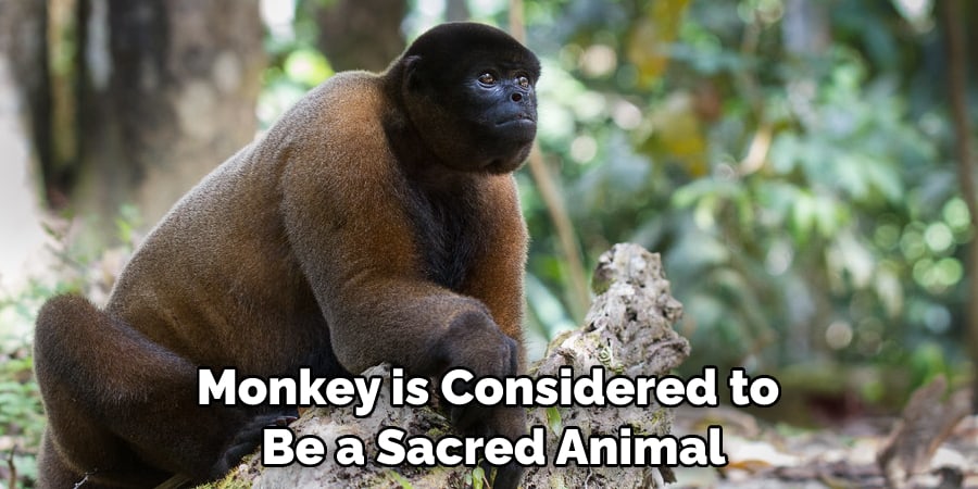 Monkey is Considered to Be a Sacred Animal