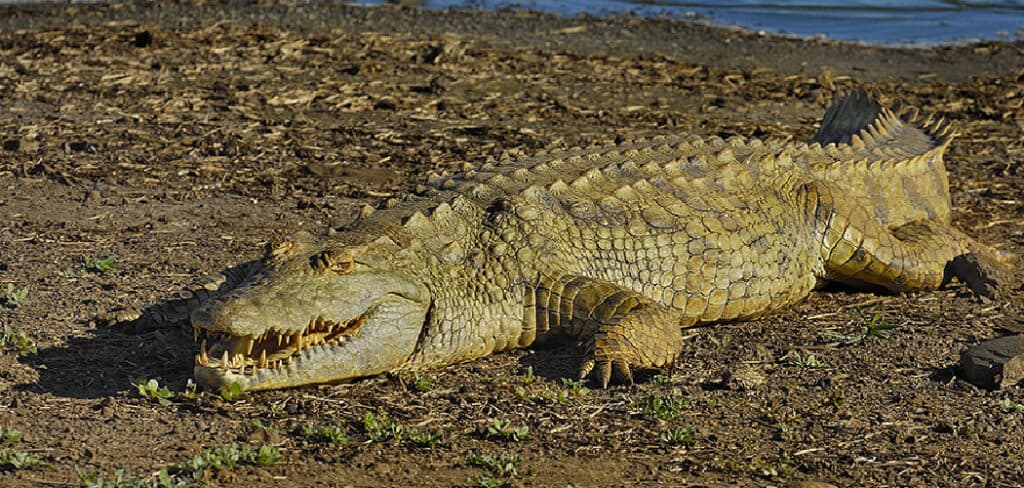 Nile Crocodile Spiritual Meaning