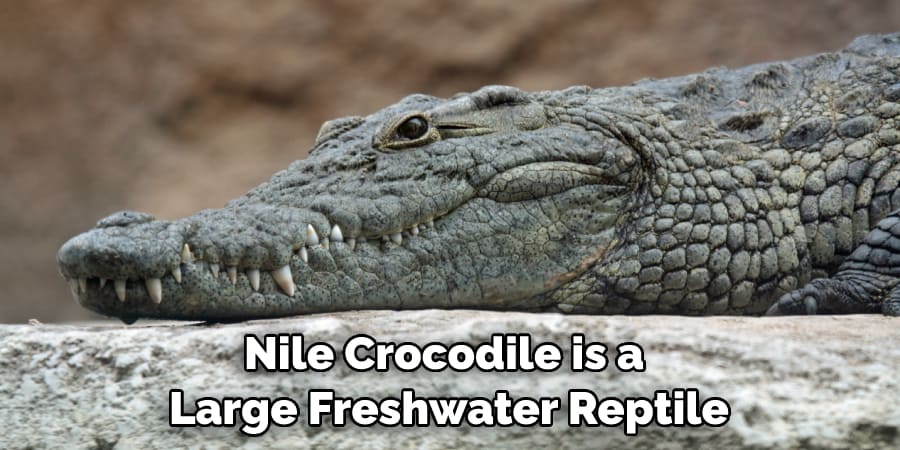 Nile Crocodile is a Large Freshwater Reptile