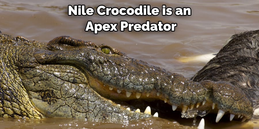 Nile Crocodile is an Apex Predator