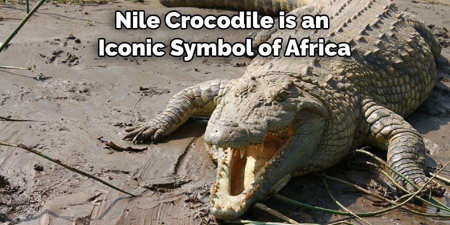 Nile Crocodile is an Iconic Symbol of Africa
