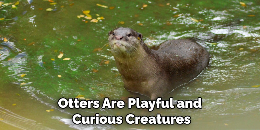 Otters Are Playful and Curious Creatures