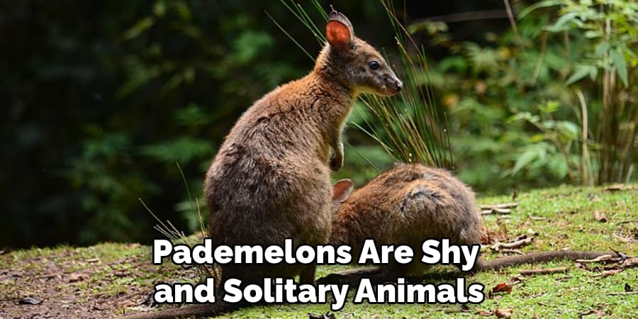 Pademelons Are Shy and Solitary Animals