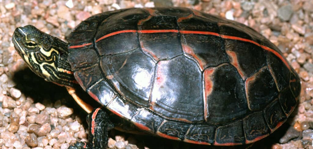 Painted Turtle Spiritual Meaning