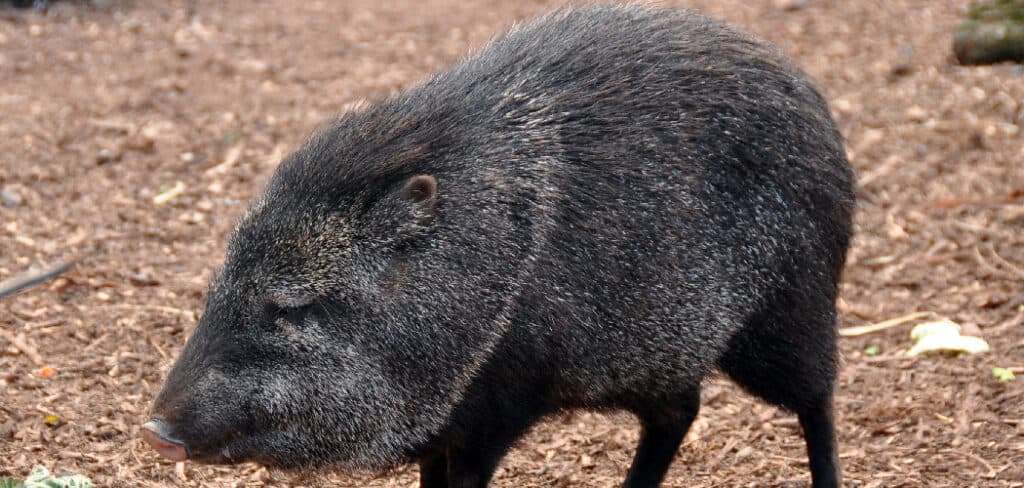 Peccary Spiritual Meaning