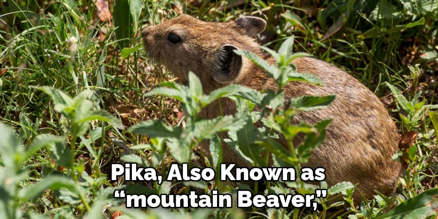 Pika, Also Known as “mountain Beaver,”