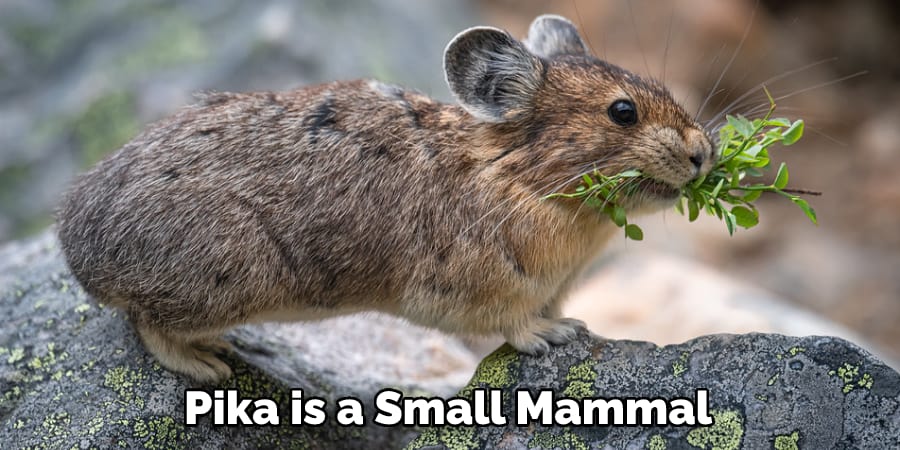 Pika is a Small Mammal