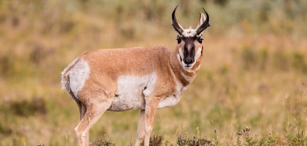 Pronghorn Spiritual Meaning, Symbolism and Totem