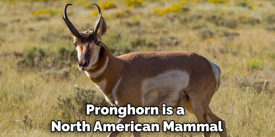 Pronghorn is a North American Mammal