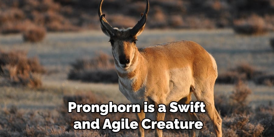 Pronghorn is a Swift and Agile Creature