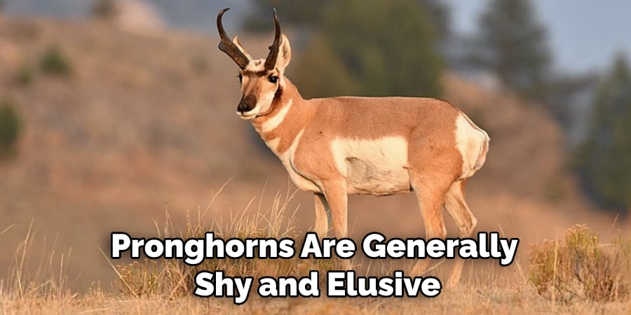 Pronghorns Are Generally Shy and Elusive